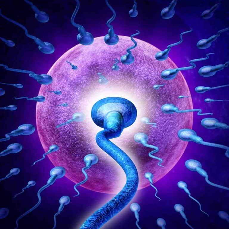 IVF process